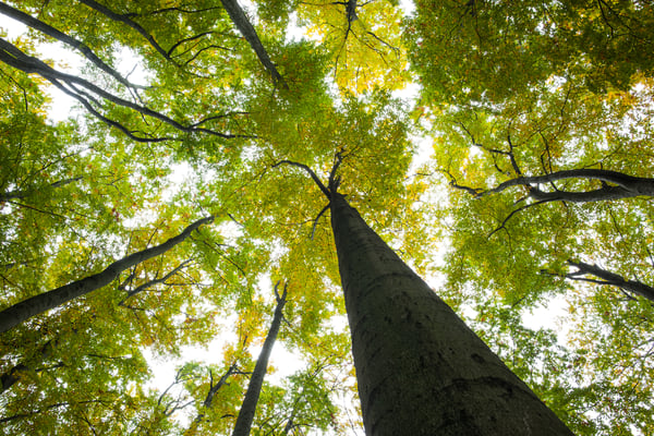 leaves tree wither