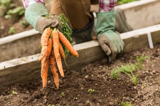 gardening work discipline 