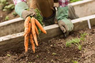 gardening work discipline 