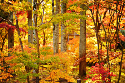 fall sickness germs sanitize